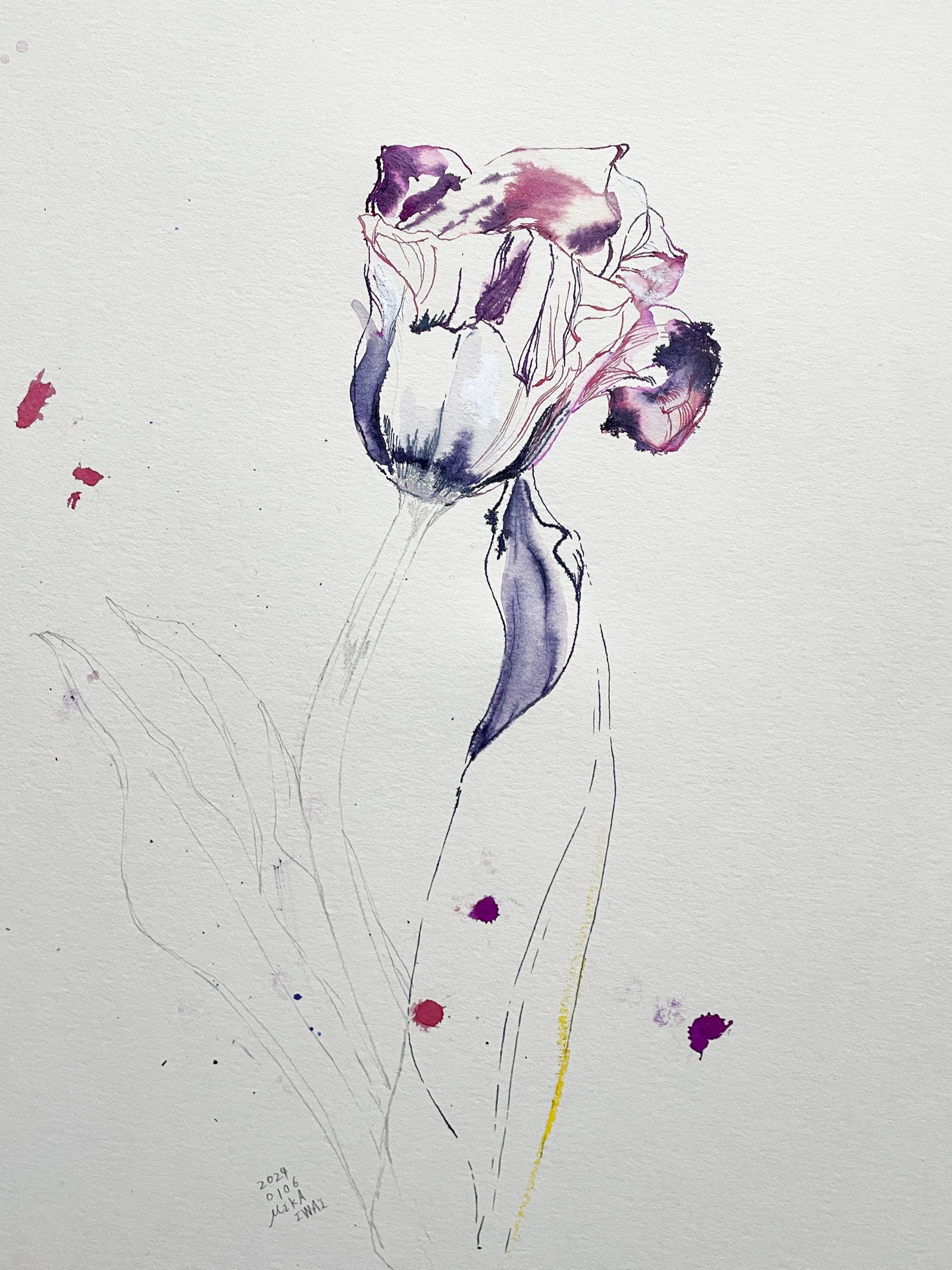 《sketch -TULIP- 01》