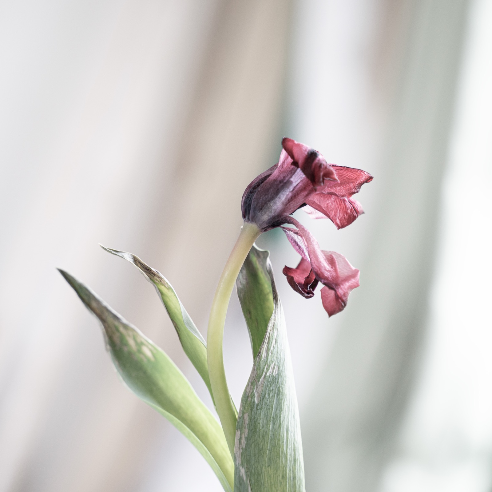 《sketch -TULIP- 02》