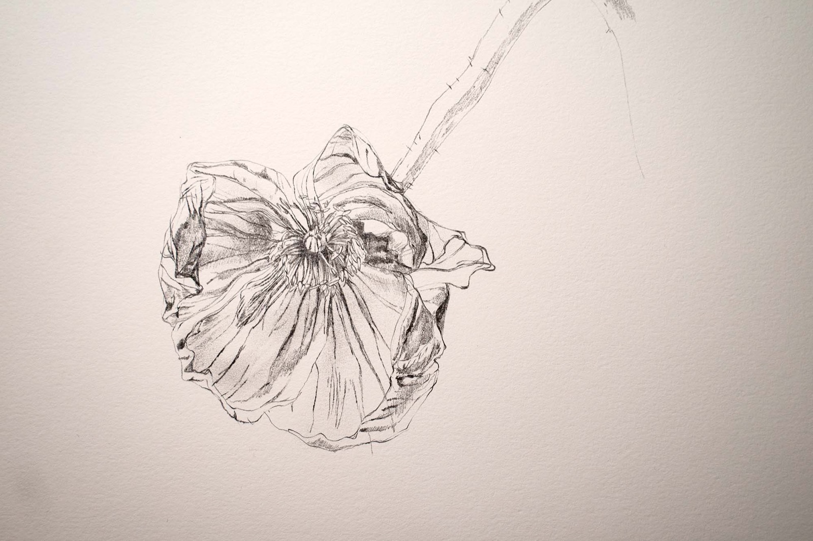 刻憶02  −ポピー−