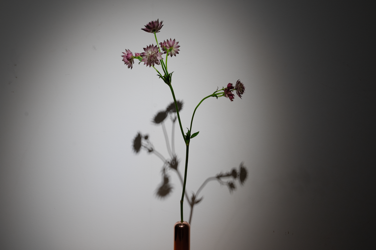 《満ちる花 -ASTRANTIA-》