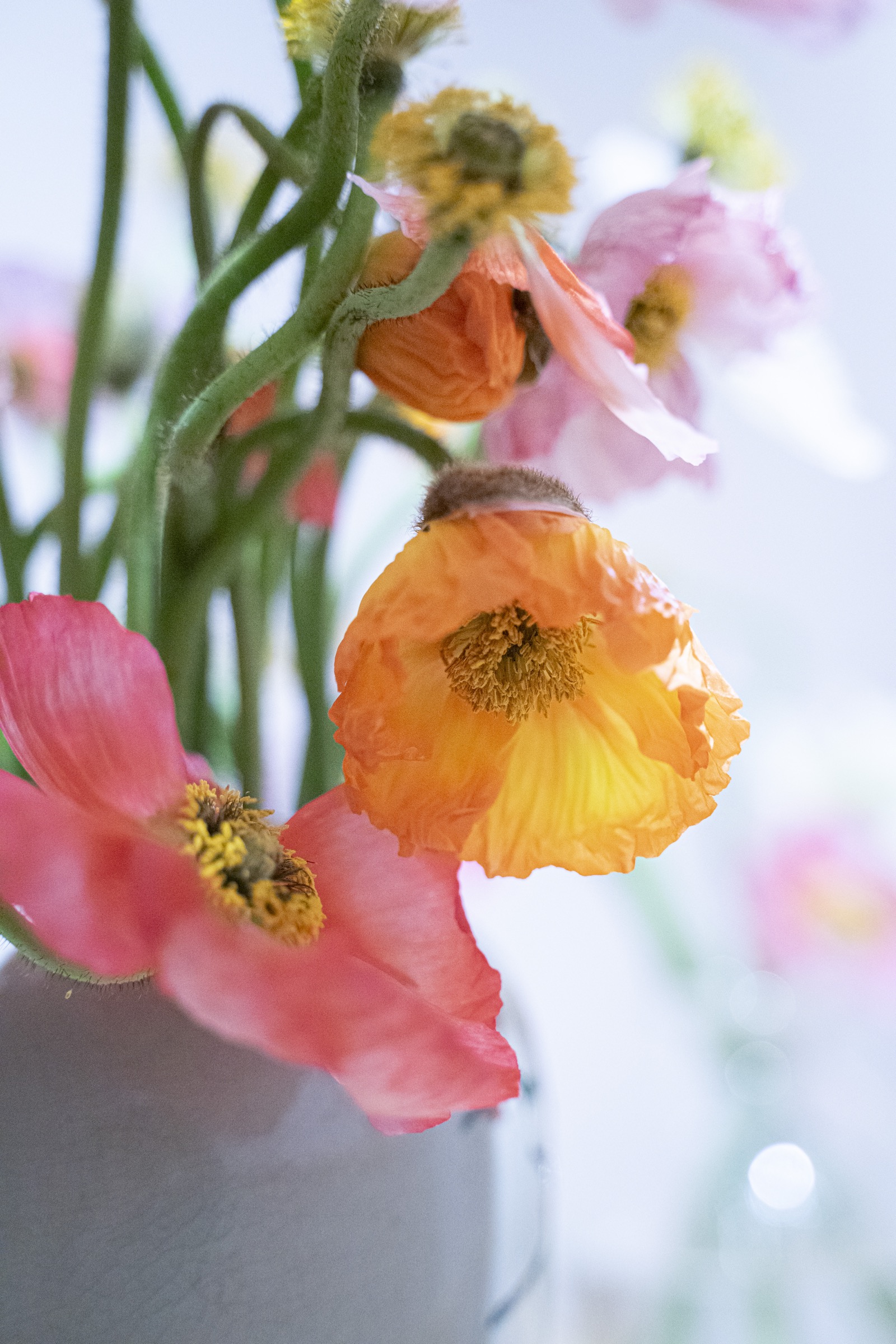 《満ちる花 -POPPY-》