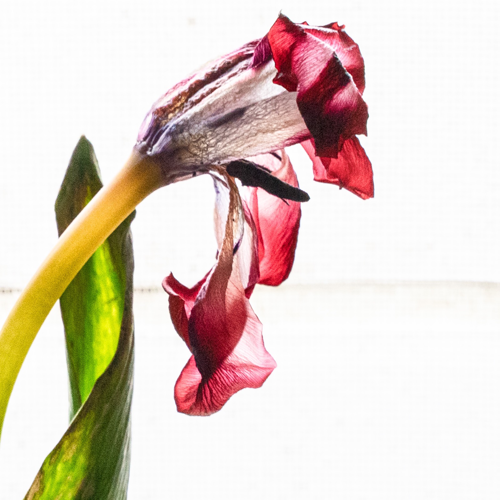 《満ちる花 -TULIP-》